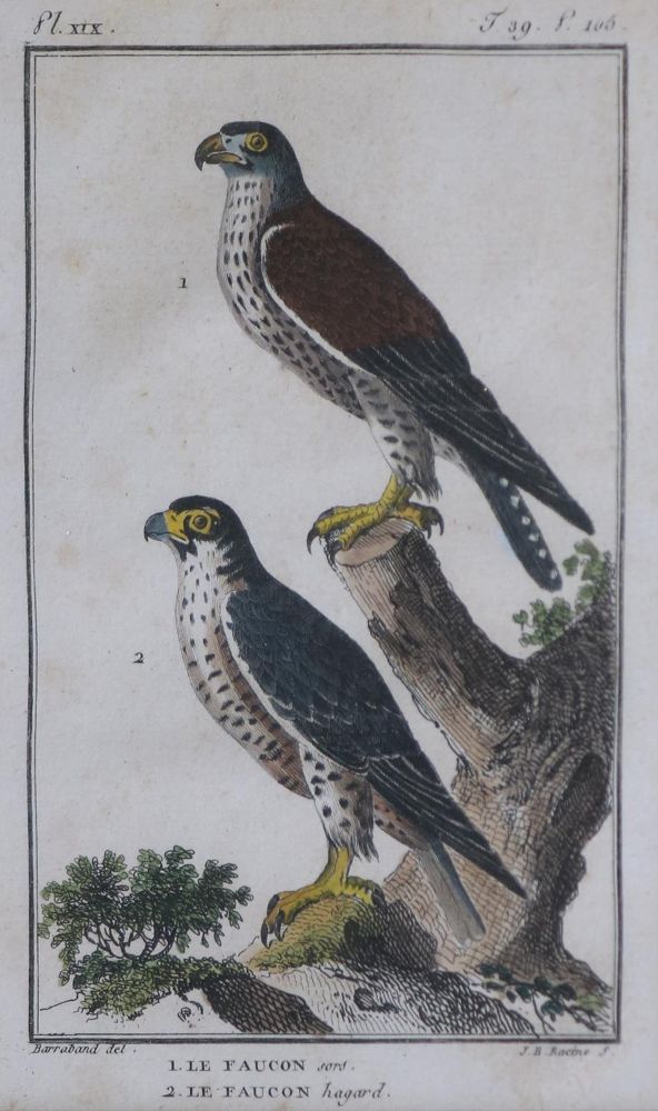 Große Abbildung Nr.3: 135-2928 Konvolut: (Varia, Zoologie, Vögel)