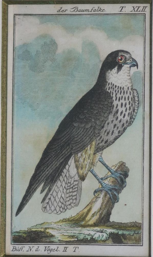 Große Abbildung Nr.5: 135-2928 Konvolut: (Varia, Zoologie, Vögel)