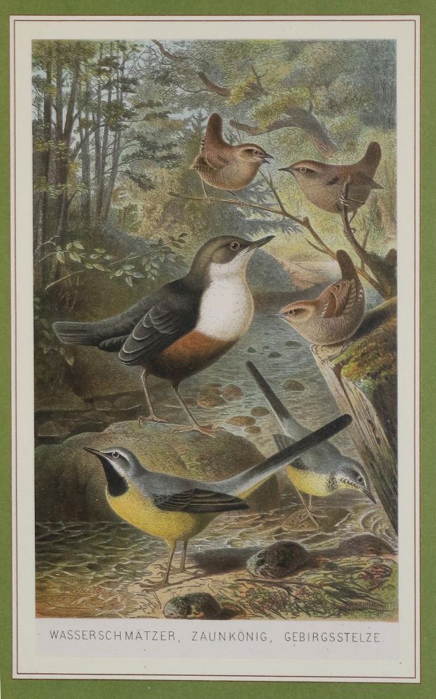 Große Abbildung Nr.7: 135-2928 Konvolut: (Varia, Zoologie, Vögel)