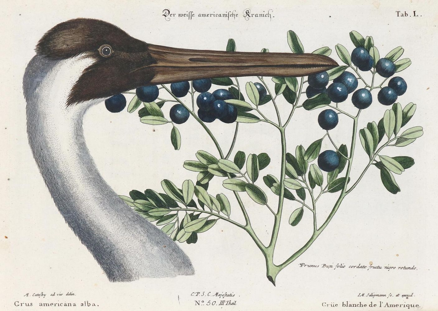 Große Abbildung Nr.1: 135-2933 Kranich.: (Varia, Zoologie, Vögel)