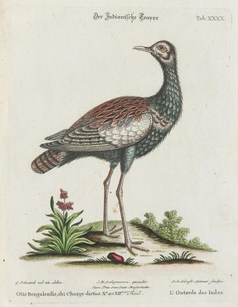 Große Abbildung Nr.1: 135-2934 Kranichvogel.: (Varia, Zoologie, Vögel)