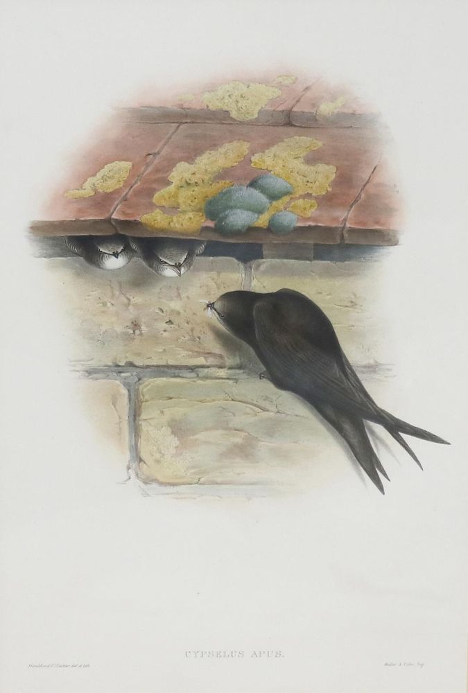 Große Abbildung Nr.1: 135-2940 Mauersegler.: (Varia, Zoologie, Vögel)