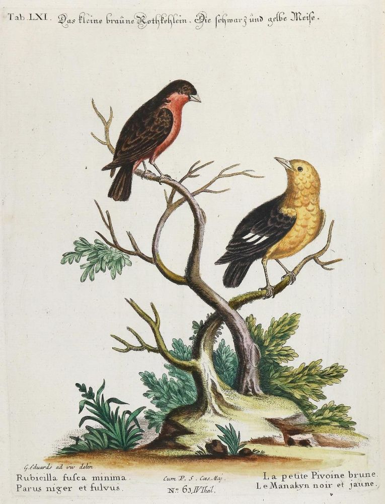 Große Abbildung Nr.1: 135-2941 Meise.: (Varia, Zoologie, Vögel)