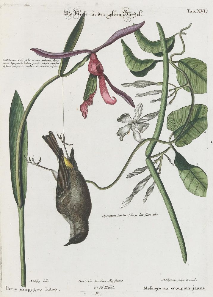 Große Abbildung Nr.1: 135-2946 Meise.: (Varia, Zoologie, Vögel)