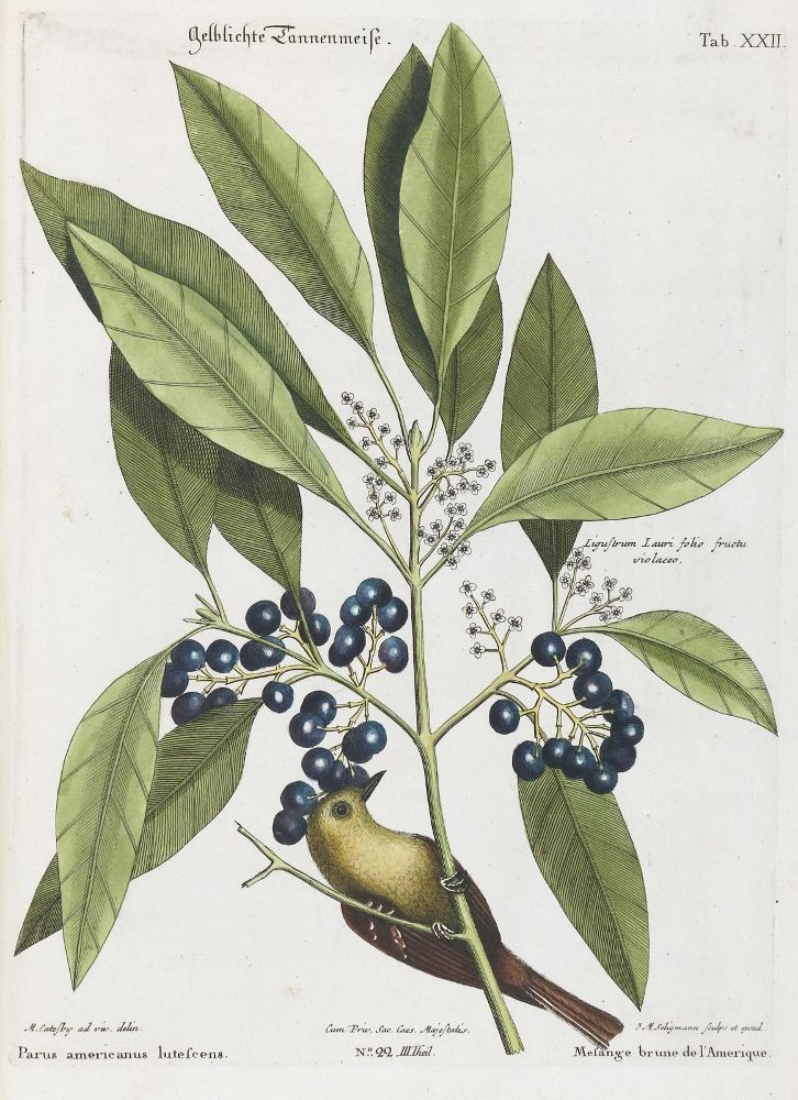 Große Abbildung Nr.1: 135-2947 Meise.: (Varia, Zoologie, Vögel)