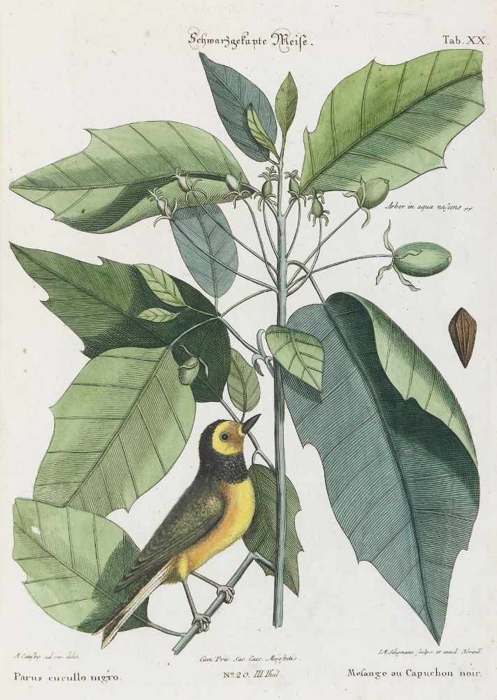 Große Abbildung Nr.1: 135-2948 Meise.: (Varia, Zoologie, Vögel)