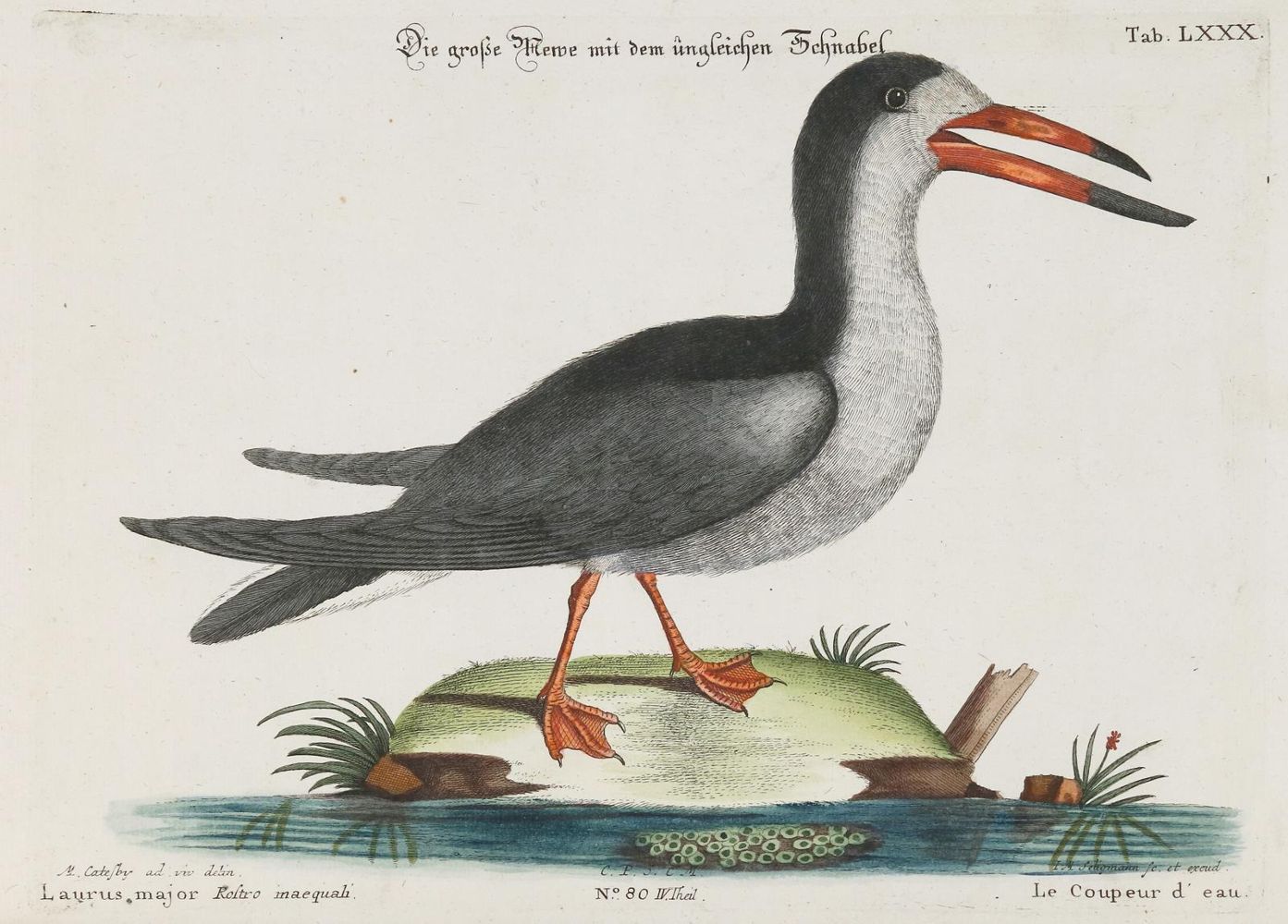 Große Abbildung Nr.1: 135-2949 Möwe.: (Varia, Zoologie, Vögel)