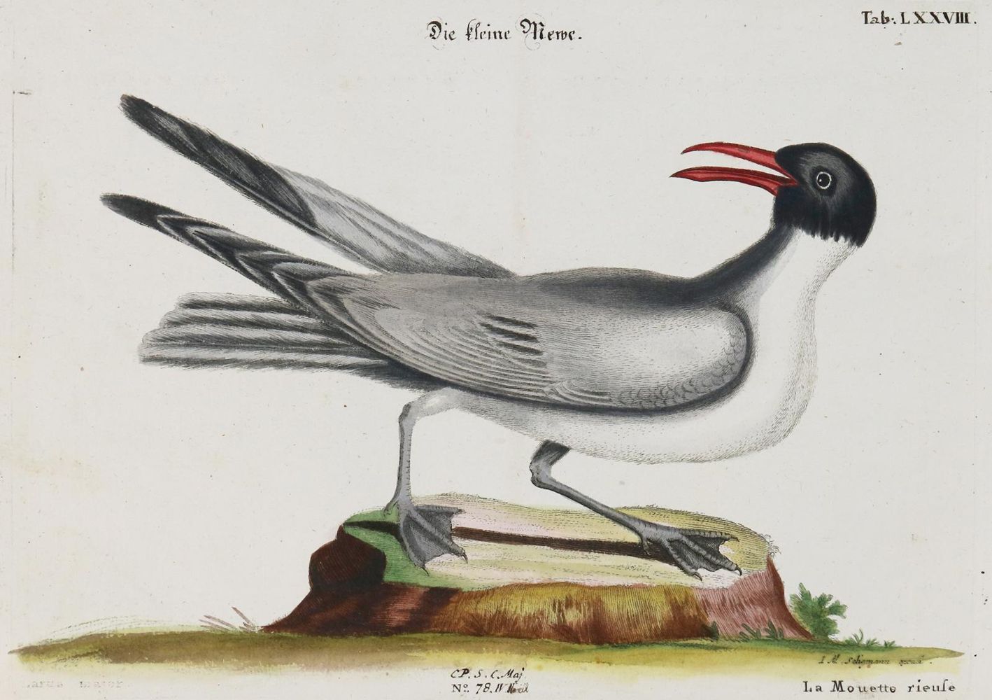 Große Abbildung Nr.1: 135-2950 Möwe.: (Varia, Zoologie, Vögel)