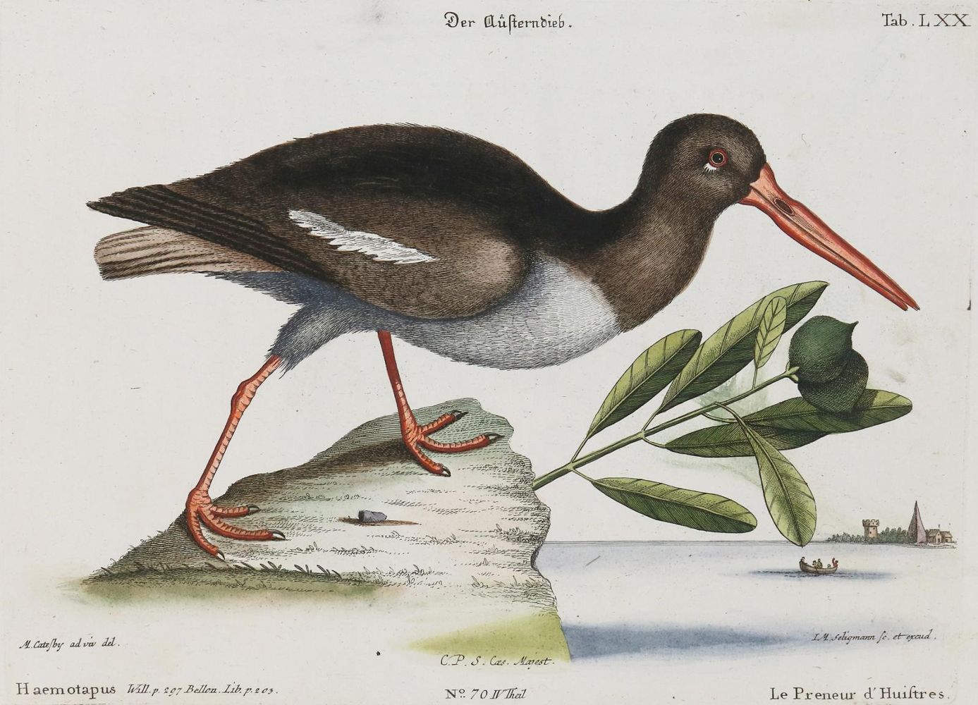 Große Abbildung Nr.1: 135-2951 Möwen: (Varia, Zoologie, Vögel)