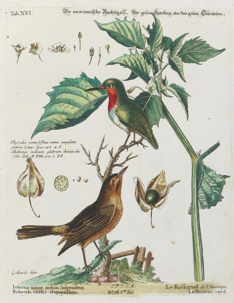 Große Abbildung Nr.1: 135-2952 Nachtigall.: (Varia, Zoologie, Vögel)
