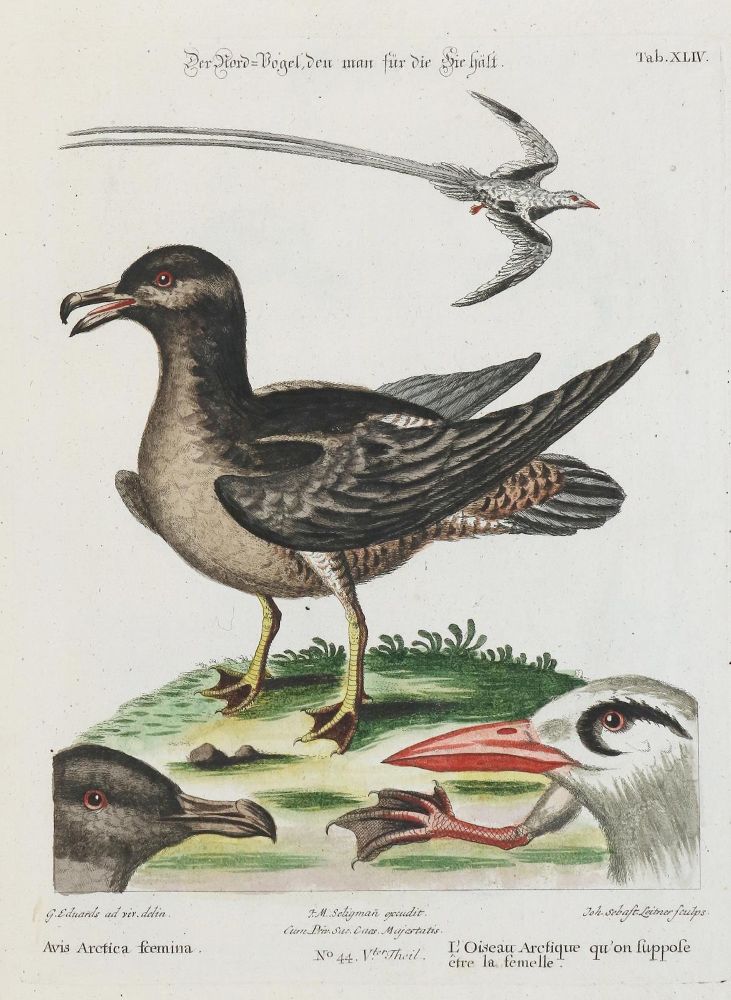 Große Abbildung Nr.1: 135-2955 Nordvogel.: (Varia, Zoologie, Vögel)