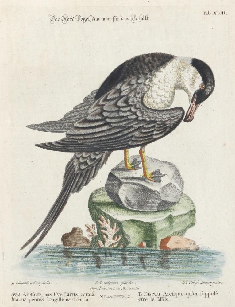 Große Abbildung Nr.1: 135-2956 Nordvogel.: (Varia, Zoologie, Vögel)