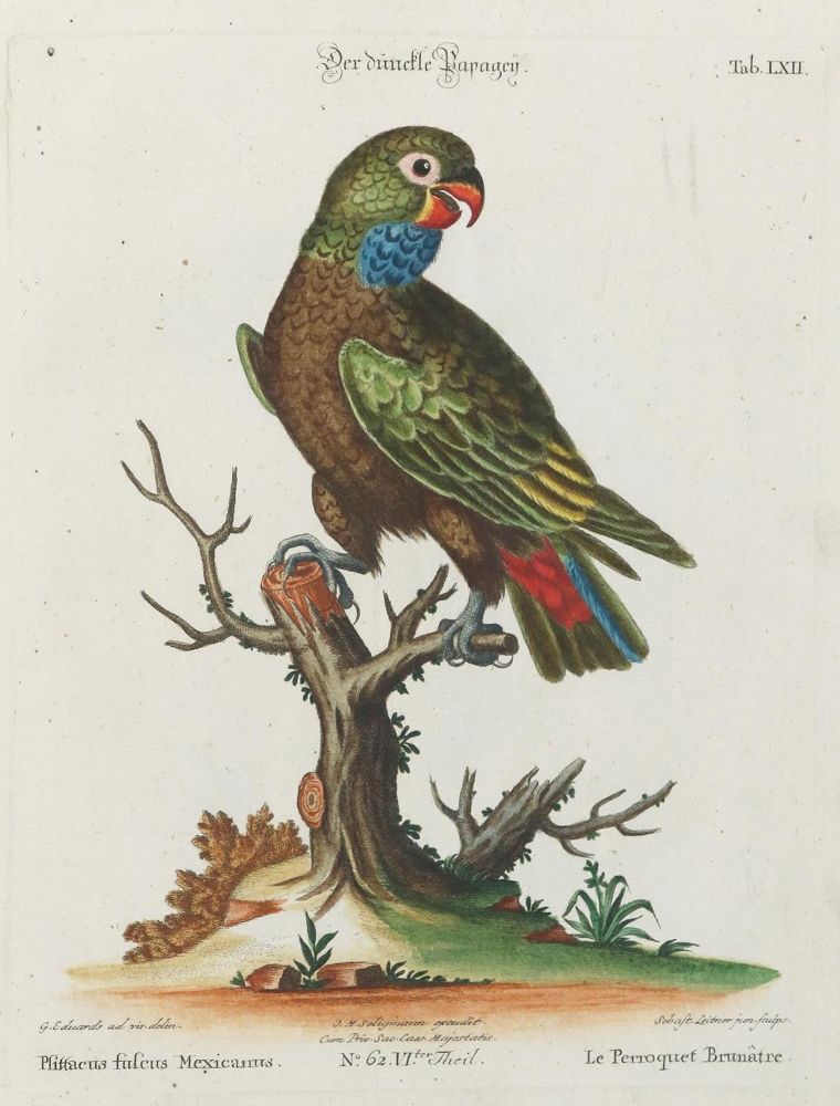 Große Abbildung Nr.1: 135-2958 Papagei.: (Varia, Zoologie, Vögel)