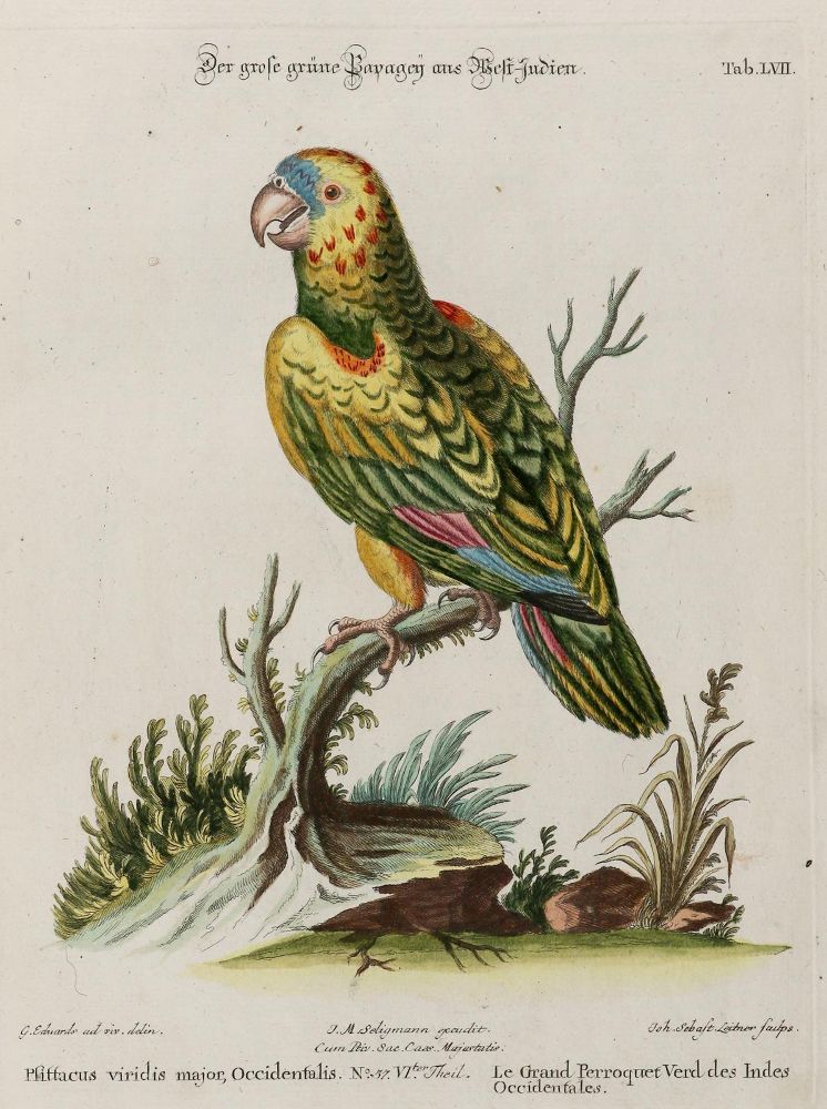 Große Abbildung Nr.1: 135-2959 Papagei.: (Varia, Zoologie, Vögel)