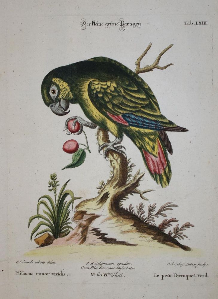 Große Abbildung Nr.1: 135-2960 Papagei.: (Varia, Zoologie, Vögel)