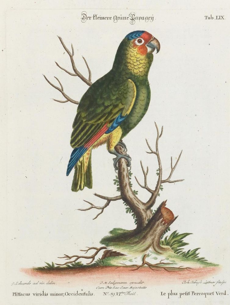 Große Abbildung Nr.1: 135-2961 Papagei.: (Varia, Zoologie, Vögel)