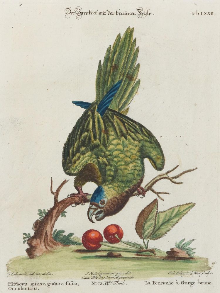 Große Abbildung Nr.1: 135-2963 Papagei.: (Varia, Zoologie, Vögel)