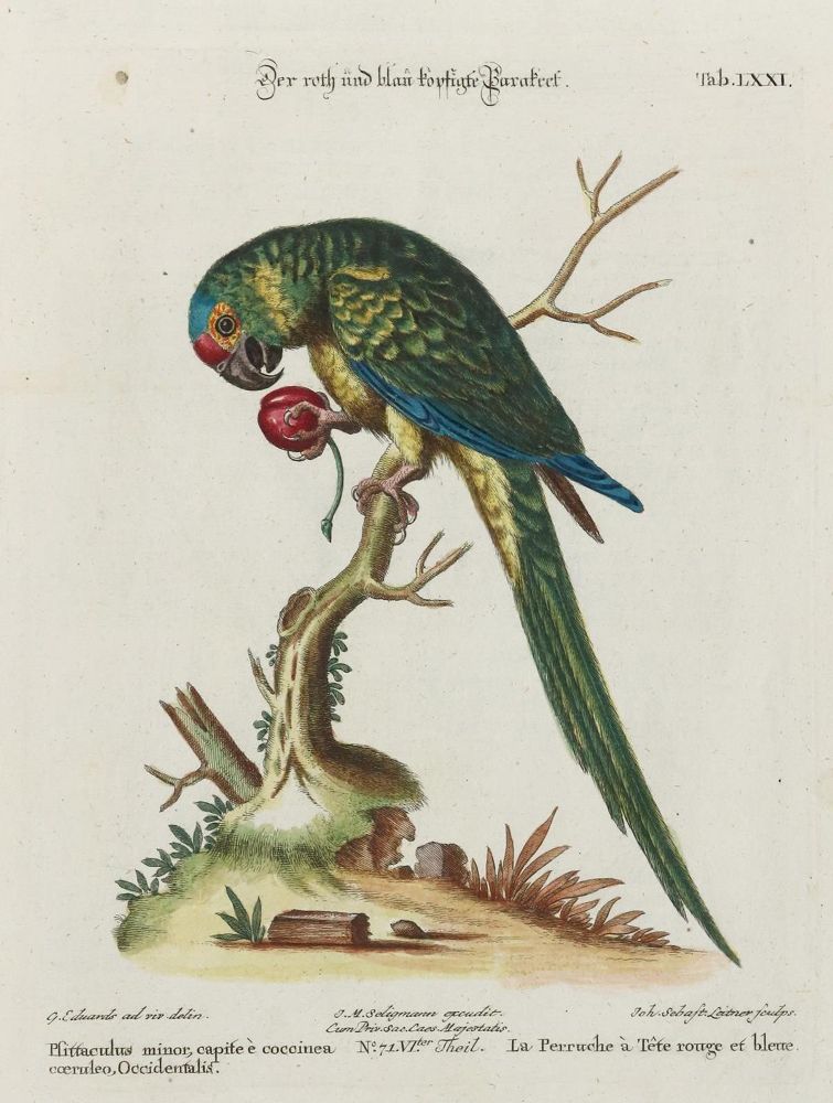 Große Abbildung Nr.1: 135-2964 Papagei.: (Varia, Zoologie, Vögel)