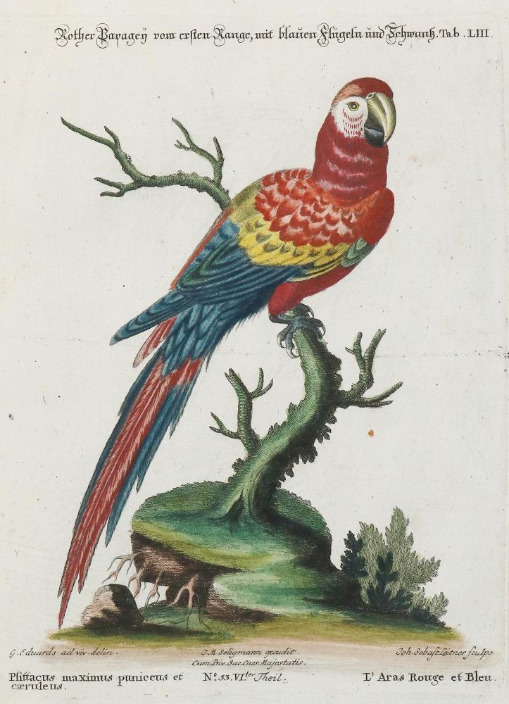 Große Abbildung Nr.1: 135-2966 Papagei.: (Varia, Zoologie, Vögel)