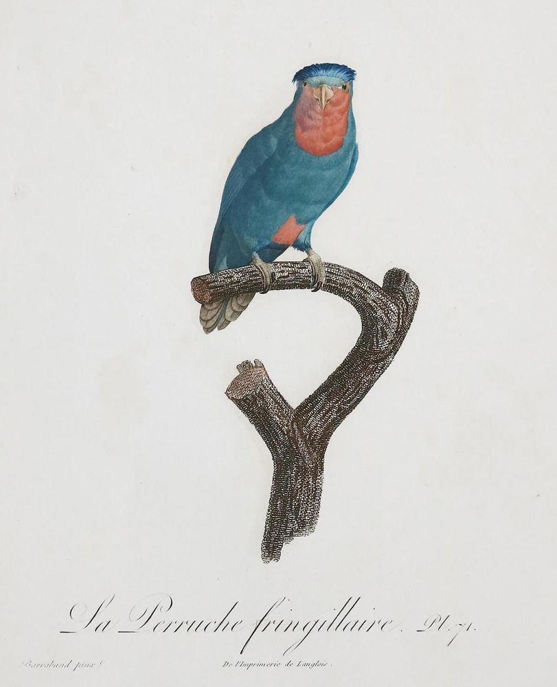 Große Abbildung Nr.1: 135-2967 Papageien.: (Varia, Zoologie, Vögel)