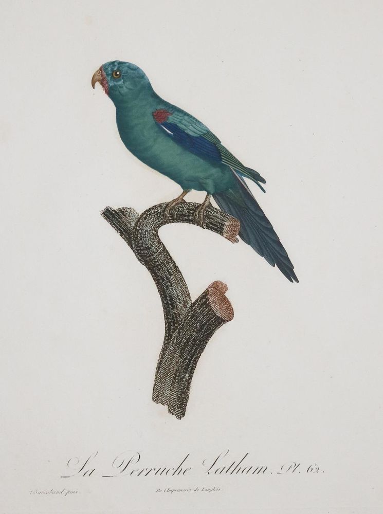 Große Abbildung Nr.21: 135-2967 Papageien.: (Varia, Zoologie, Vögel)