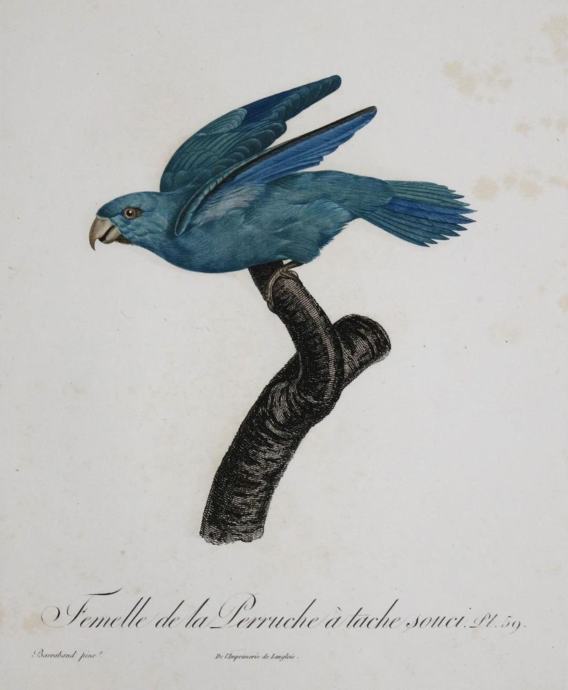 Große Abbildung Nr.22: 135-2967 Papageien.: (Varia, Zoologie, Vögel)