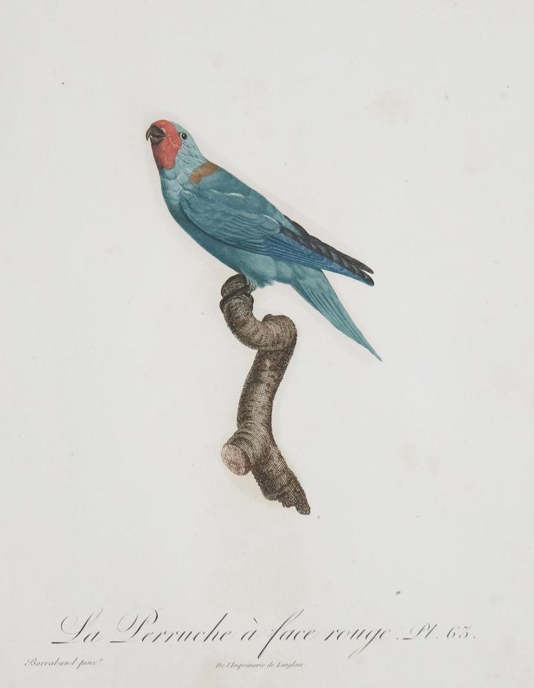 Große Abbildung Nr.23: 135-2967 Papageien.: (Varia, Zoologie, Vögel)
