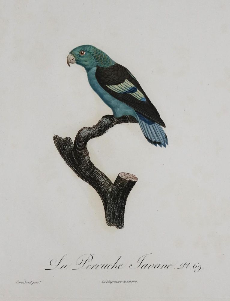 Große Abbildung Nr.24: 135-2967 Papageien.: (Varia, Zoologie, Vögel)