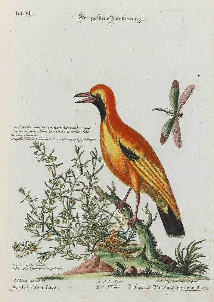 Große Abbildung Nr.1: 135-2968 Paradiesvogel.: (Varia, Zoologie, Vögel)