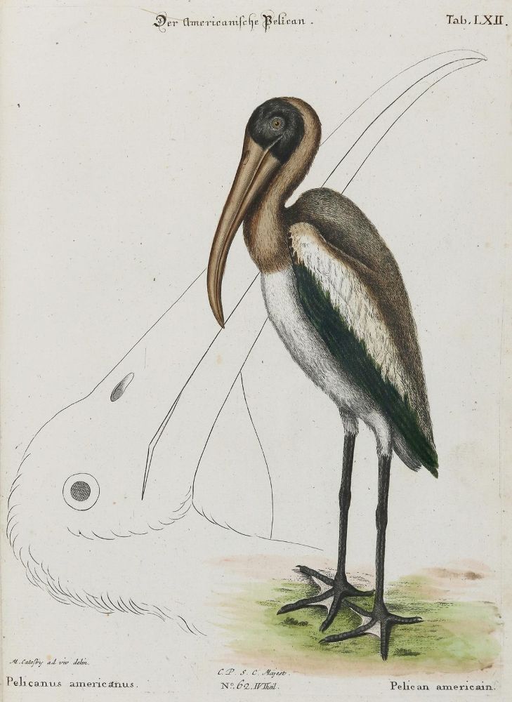 Große Abbildung Nr.1: 135-2971 Pelikan.: (Varia, Zoologie, Vögel)