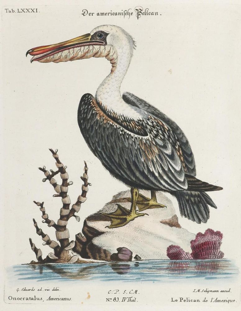 Große Abbildung Nr.1: 135-2972 Pelikan.: (Varia, Zoologie, Vögel)