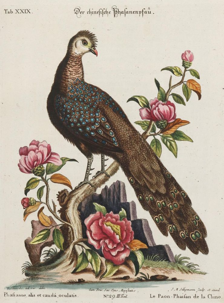 Große Abbildung Nr.1: 135-2973 Pfau.: (Varia, Zoologie, Vögel)