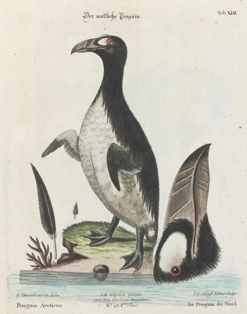 Große Abbildung Nr.1: 135-2974 Pinguin.: (Varia, Zoologie, Vögel)