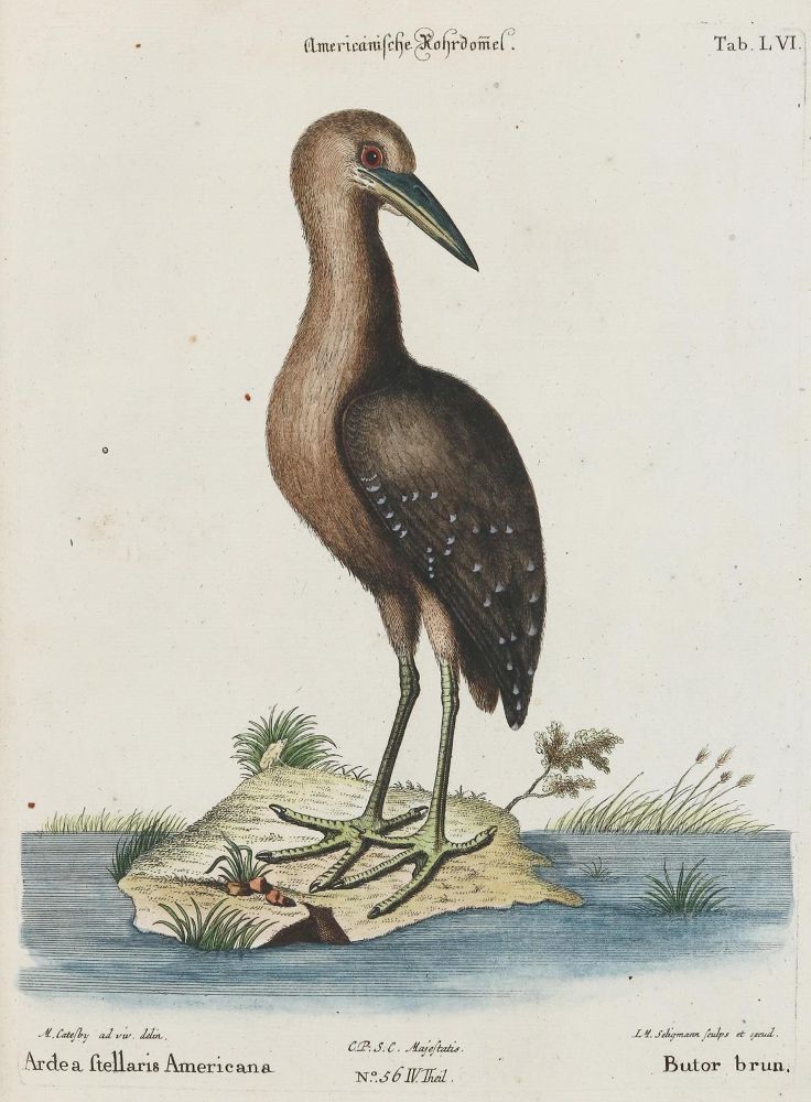 Große Abbildung Nr.1: 135-2976 Reiher.: (Varia, Zoologie, Vögel)