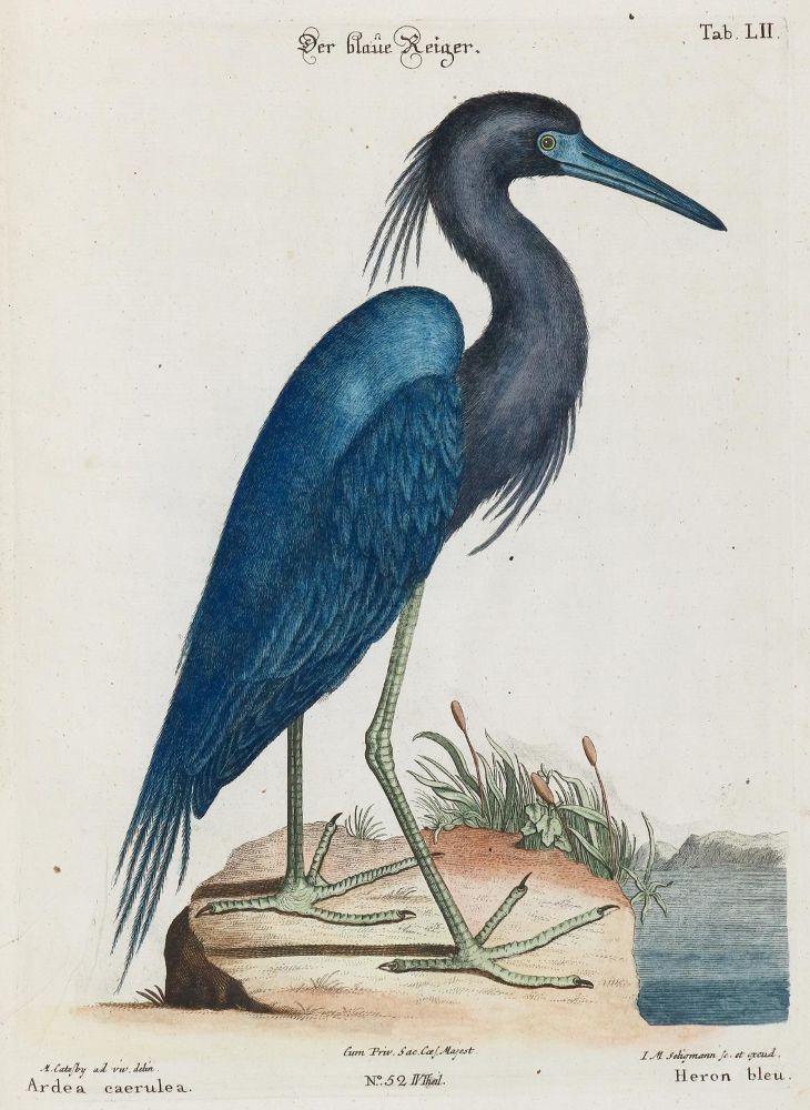 Große Abbildung Nr.1: 135-2978 Reiher.: (Varia, Zoologie, Vögel)