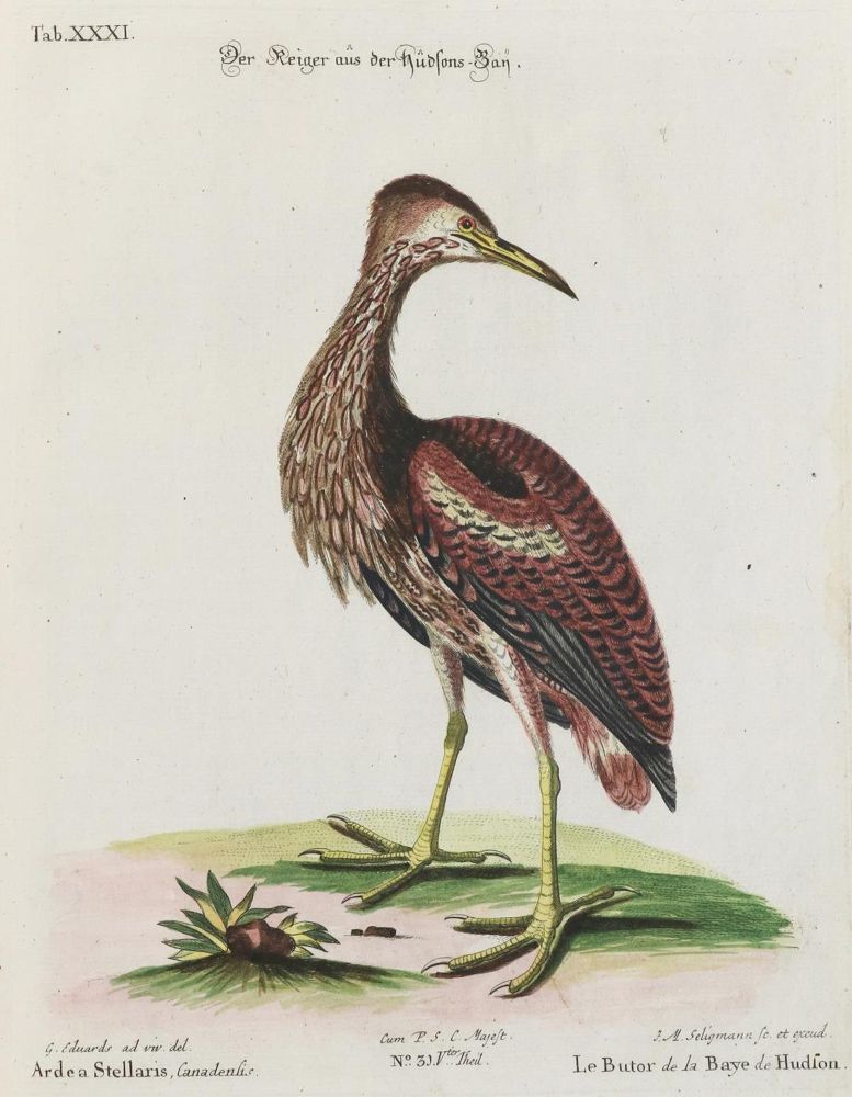 Große Abbildung Nr.1: 135-2981 Reiher.: (Varia, Zoologie, Vögel)