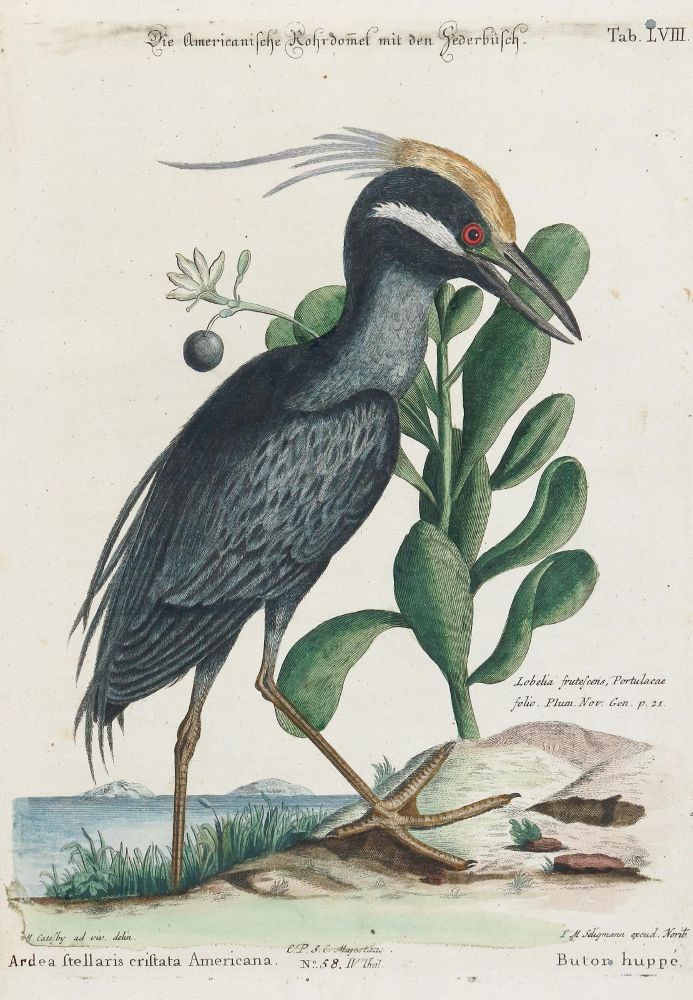 Große Abbildung Nr.1: 135-2982 Reiher.: (Varia, Zoologie, Vögel)