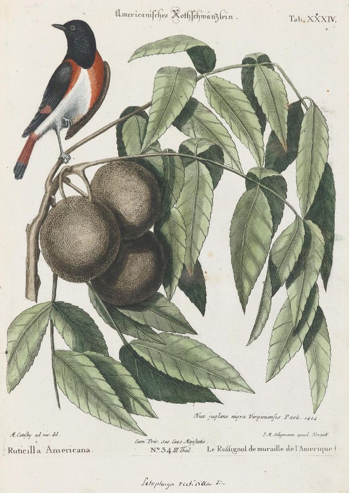 Große Abbildung Nr.1: 135-2985 Rotschwanz.: (Varia, Zoologie, Vögel)
