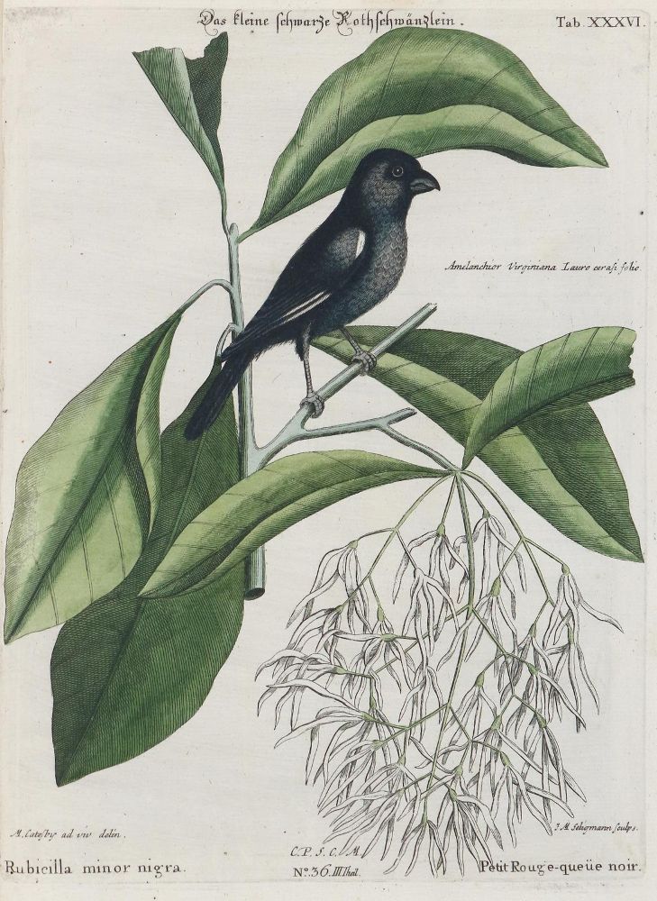 Große Abbildung Nr.1: 135-2987 Rotschwanz.: (Varia, Zoologie, Vögel)