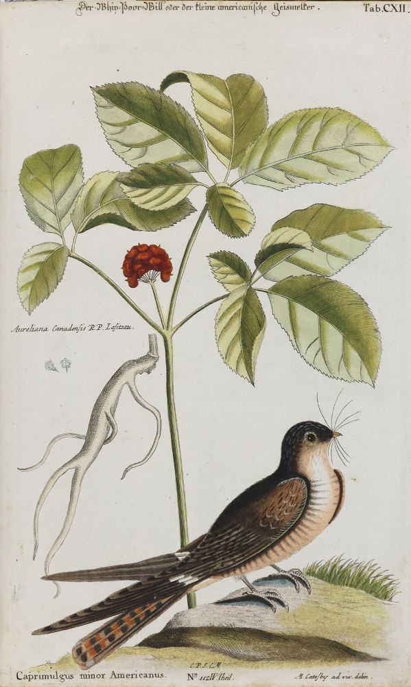 Große Abbildung Nr.1: 135-2993 Schwalbe.: (Varia, Zoologie, Vögel)
