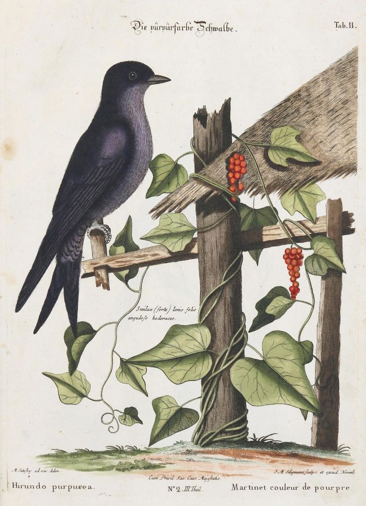 Große Abbildung Nr.1: 135-2995 Schwalbe.: (Varia, Zoologie, Vögel)