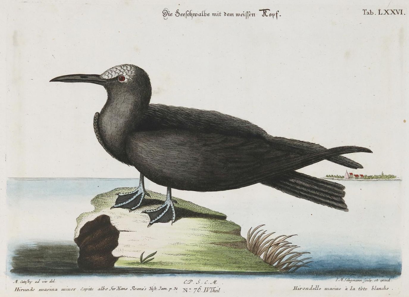 Große Abbildung Nr.1: 135-2996 Schwalbe.: (Varia, Zoologie, Vögel)