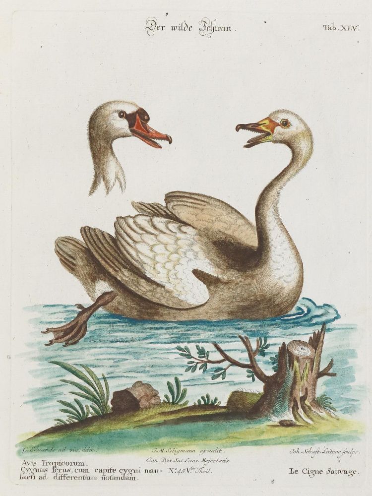 Große Abbildung Nr.1: 135-2997 Schwan.: (Varia, Zoologie, Vögel)