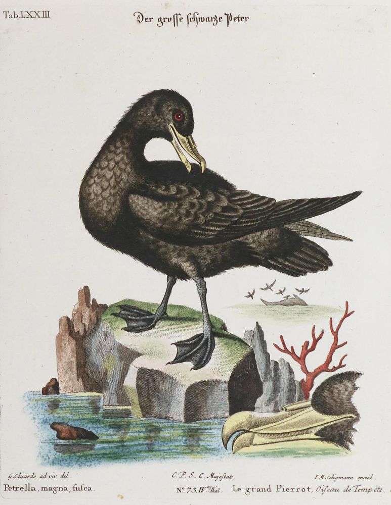 Große Abbildung Nr.1: 135-2998 Seevogel.: (Varia, Zoologie, Vögel)