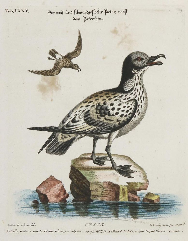 Große Abbildung Nr.1: 135-3000 Seevogel.: (Varia, Zoologie, Vögel)