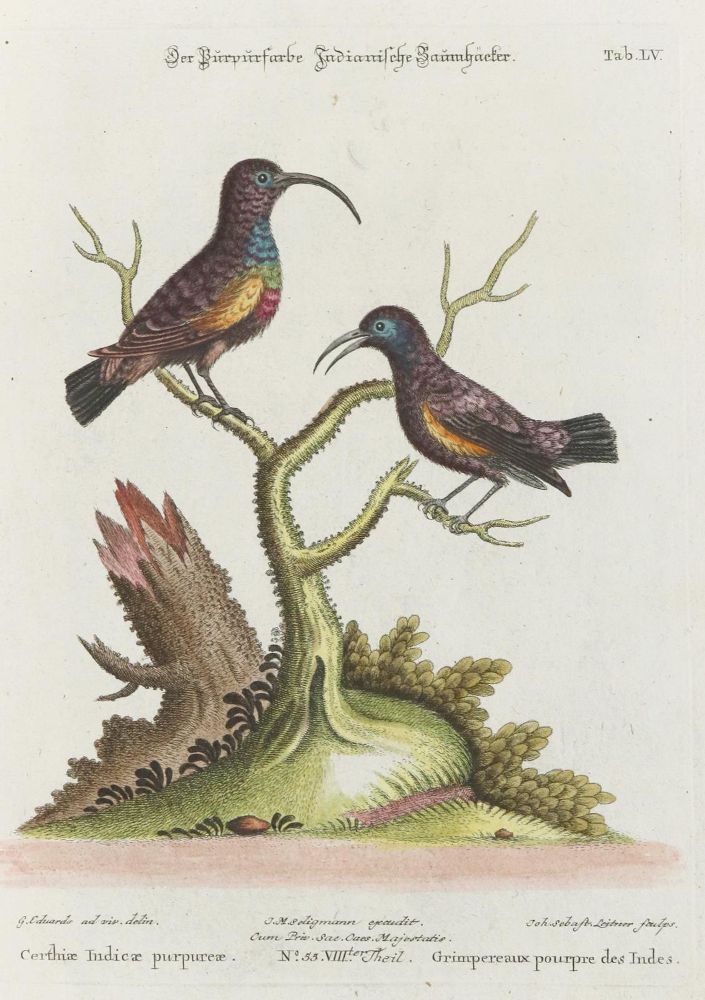 Große Abbildung Nr.1: 135-3001 Specht.: (Varia, Zoologie, Vögel)