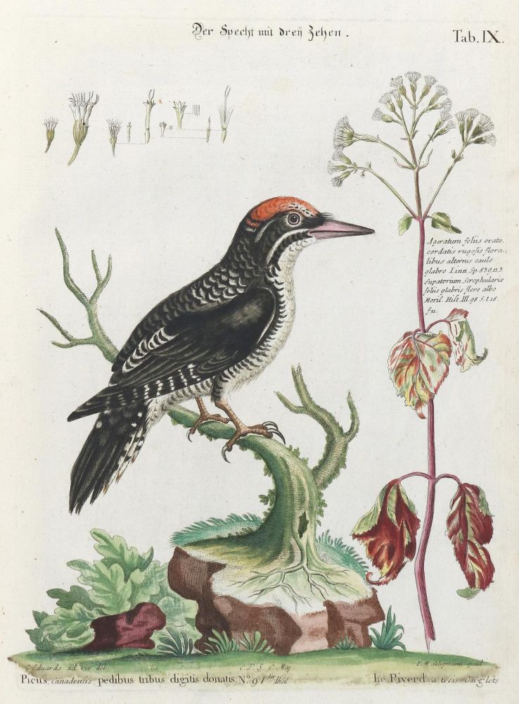 Große Abbildung Nr.1: 135-3003 Specht.: (Varia, Zoologie, Vögel)