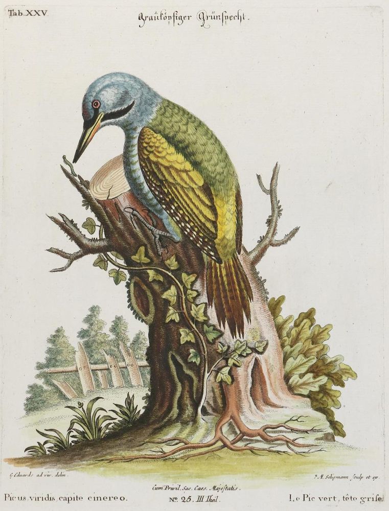 Große Abbildung Nr.1: 135-3004 Specht.: (Varia, Zoologie, Vögel)