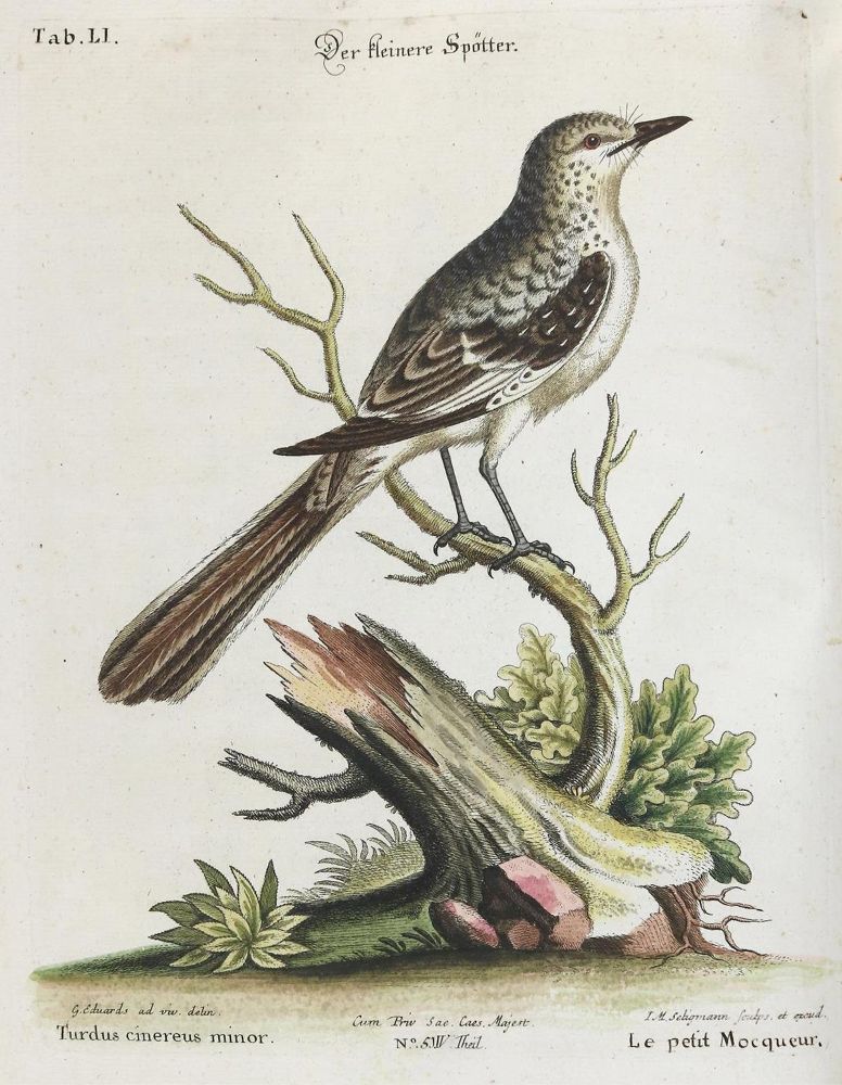 Große Abbildung Nr.1: 135-3007 Spötter.: (Varia, Zoologie, Vögel)