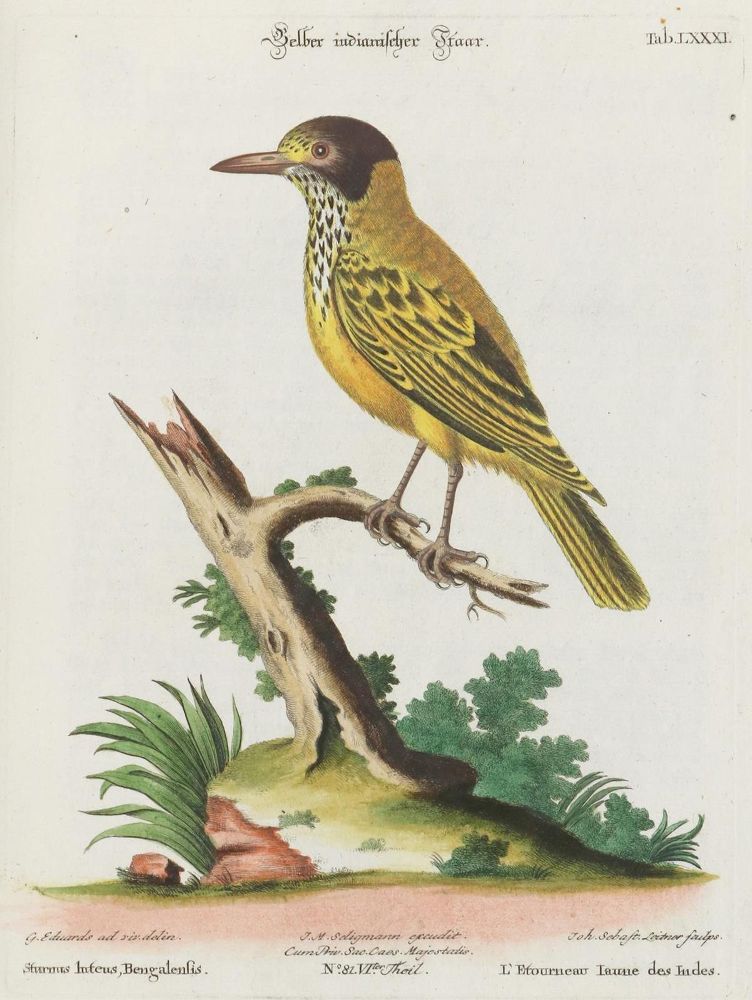 Große Abbildung Nr.1: 135-3008 Star.: (Varia, Zoologie, Vögel)